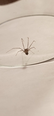 Scytodes