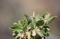Compsomyiops fulvicrura