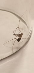 Scytodes