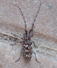 Monochamus obtusus