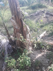 Cissus verticillata