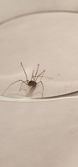 Scytodes
