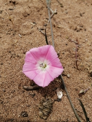 Convolvulus chilensis