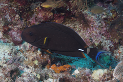 Acanthurus leucocheilus