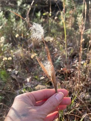 Andropogon gyrans