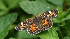 Phyciodes phaon phaon