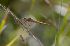 Crocothemis nigrifrons