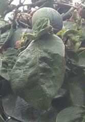 Passiflora ligularis