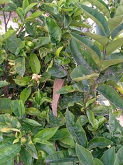 Melicytus ramiflorus