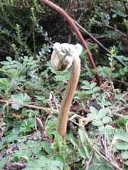 Battarrea phalloides