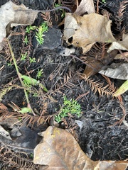 Callitriche nuttallii