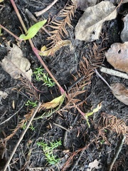 Callitriche nuttallii