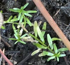 Callitriche nuttallii