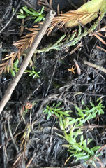 Callitriche nuttallii