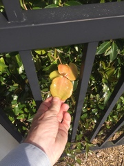 Exobasidium camelliae