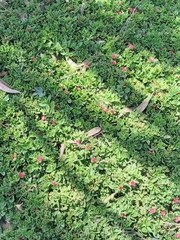 Mesembryanthemum cordifolium