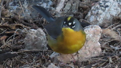 Basileuterus lachrymosus