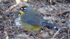 Basileuterus lachrymosus