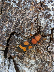 Aridaeus nigripes