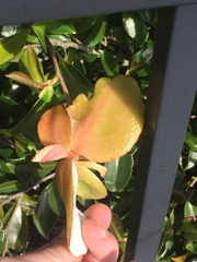 Exobasidium camelliae