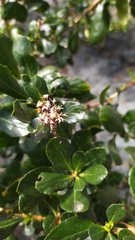 Escallonia illinita