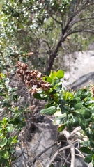 Escallonia illinita