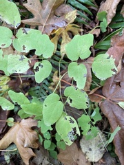 Vancouveria hexandra