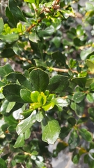 Escallonia illinita