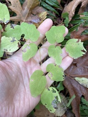 Vancouveria hexandra