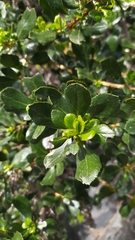 Escallonia illinita