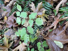 Vancouveria hexandra