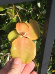 Exobasidium camelliae