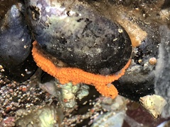 Botrylloides violaceus