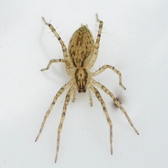 Anyphaena