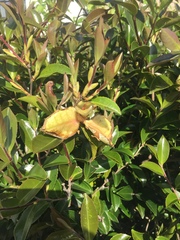 Exobasidium camelliae