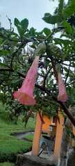 Brugmansia sanguinea