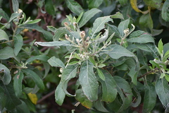 Pluchea carolinensis