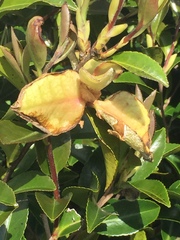 Exobasidium camelliae
