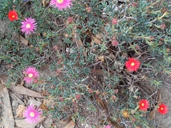 Smicrostigma viride