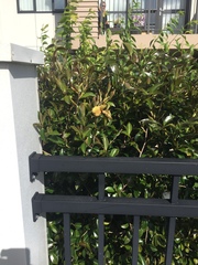 Exobasidium camelliae