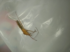 Heteroptera