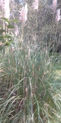 Cortaderia nitida