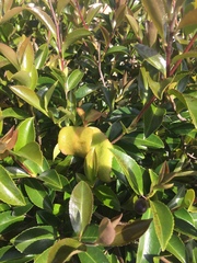 Exobasidium camelliae