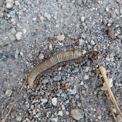 Anadenobolus monilicornis