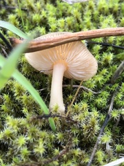 Gymnopus dryophilus