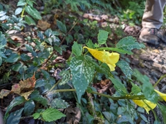 Impatiens tayemonii
