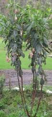 Brugmansia sanguinea