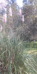 Cortaderia nitida