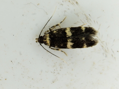 Oegoconia novimundi