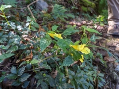 Impatiens tayemonii